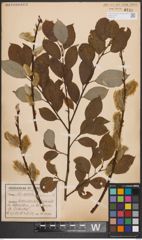 Foto von Salix caprea L.